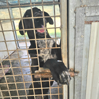 Adozione dolcissimo meticcio tg media