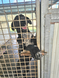 Adozione dolcissimo meticcio tg media