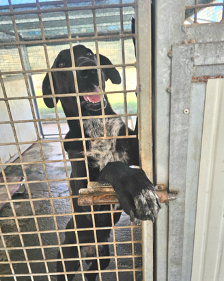 Adozione dolcissimo meticcio tg media