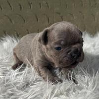 Bulldog francese blu and tan