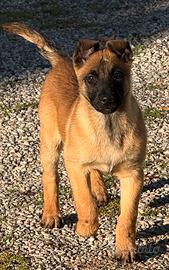 Cucciolo di Malinois