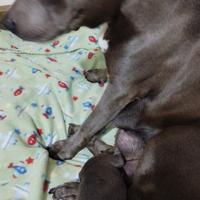 Splendida cucciolata di american pitbull terrier