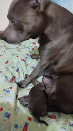 Splendida cucciolata di american pitbull terrier