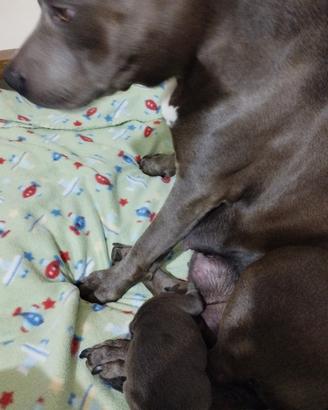 Splendida cucciolata di american pitbull terrier