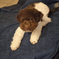 Lagotto Romagnolo