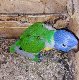 Pappagallo lori arcobaleno pullo imbecco