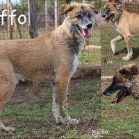 Califfo, sono anni che vive in un box