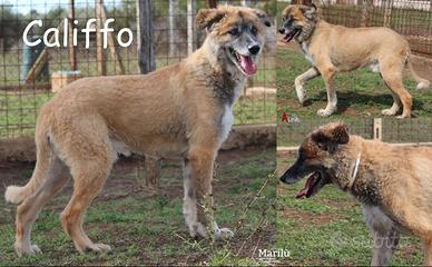 Califfo, sono anni che vive in un box