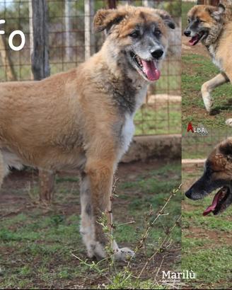 Cani ANZIANI Califfo, sono anni che vive in un box
