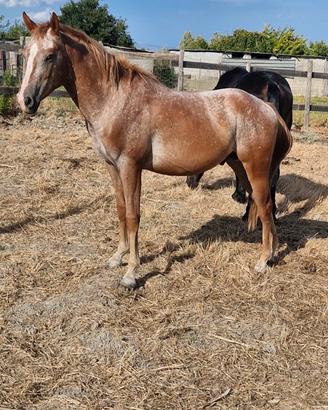 Cavallo appaloosa