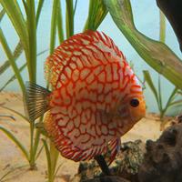 Discus sg