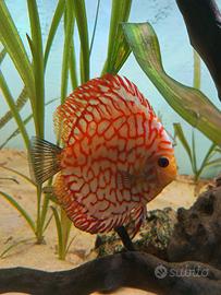 Discus sg