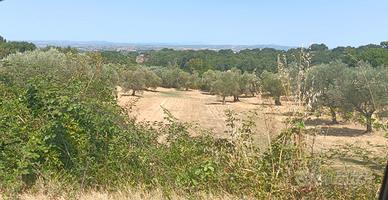 Terreno agricolo Viterbo