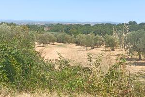 Terreno agricolo Viterbo