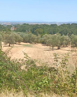 Terreno agricolo Viterbo