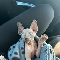 Canadian Sphynx