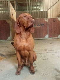 Bracco ungherese x accoppiamento