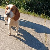 Beagle da caccia al cinghiale