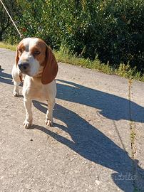 Beagle da caccia al cinghiale