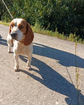 Beagle da caccia al cinghiale