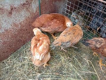 Galline rosse