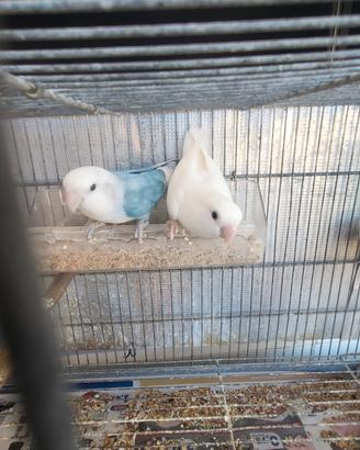 Nove coppie di inseparabili tutte riproduttive