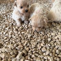 Cuccioli Maltipoo mini toy