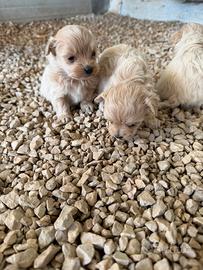 Cuccioli Maltipoo mini toy