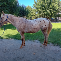 Cavalla appaloosa passeggiata