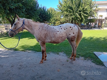 Cavalla appaloosa passeggiata