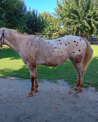 Cavalla appaloosa passeggiata