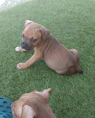 American pittbull terrier disponihile