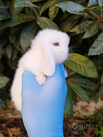Coniglio ariete mini lop