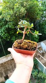 mini bonsai di olivastro 