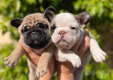 Cuccioli bouledogue francese