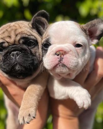 Cuccioli bouledogue francese