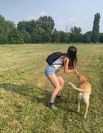 Addestratore - educatore cinofilo