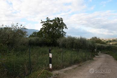 Uliveto in località Fiano - Lavorate