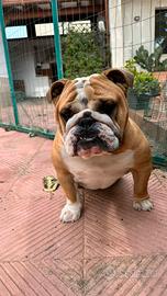 Bulldog Inglese per monta