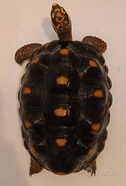 Tartaruga Carbonaria