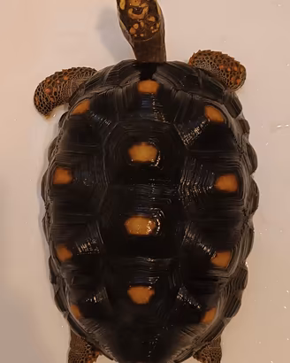 Tartaruga Carbonaria