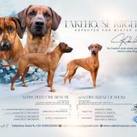 Rhodesian Ridgeback ULTIMI 2 CUCCIOLI DISPONIBILI