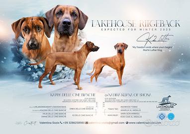 Rhodesian Ridgeback ULTIMI 2 CUCCIOLI DISPONIBILI