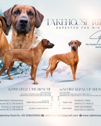 Rhodesian Ridgeback ULTIMI 2 CUCCIOLI DISPONIBILI