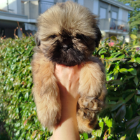 Cuccioli di Shitzu Shih tzu Pedigree Enci