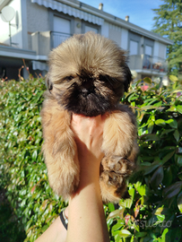 Cucciola di Shitzu Shih tzu Pedigree Enci