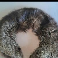 collo di volpe argentata 