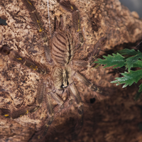 Poecilotheria miranda roma