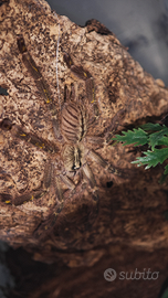 Poecilotheria miranda roma