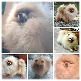 Spitz Pomerania SOLO ACCOPPIAMENTO